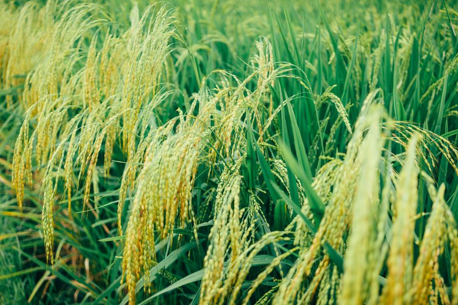 Record 5.3 million-ton rice stocks strengthen Indonesia's food security